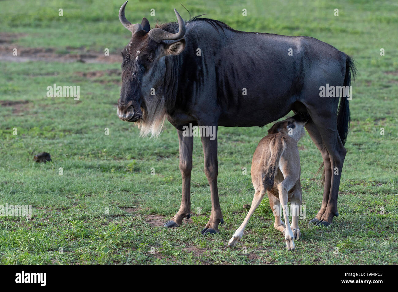 Gnus (Western White - bärtigen Gnu, Connochaetes taurinus albojubatus) Krankenpflege ihr Kalb, Ngorongoro Krater, Tansania Stockfoto