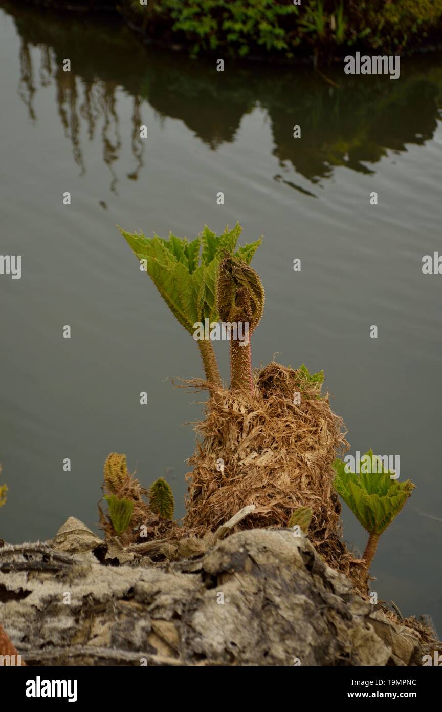 Gunnera manicata, bekannt als Brasilianische Giant Giant - Rhabarber Rhabarber Stockfoto