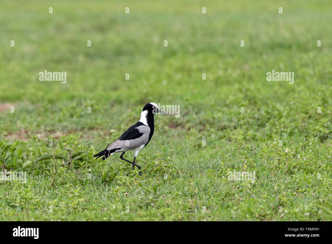 Schmied plover (Kiebitz, Vanellus armatus), Ngorngoro Krater, Tansania Stockfoto