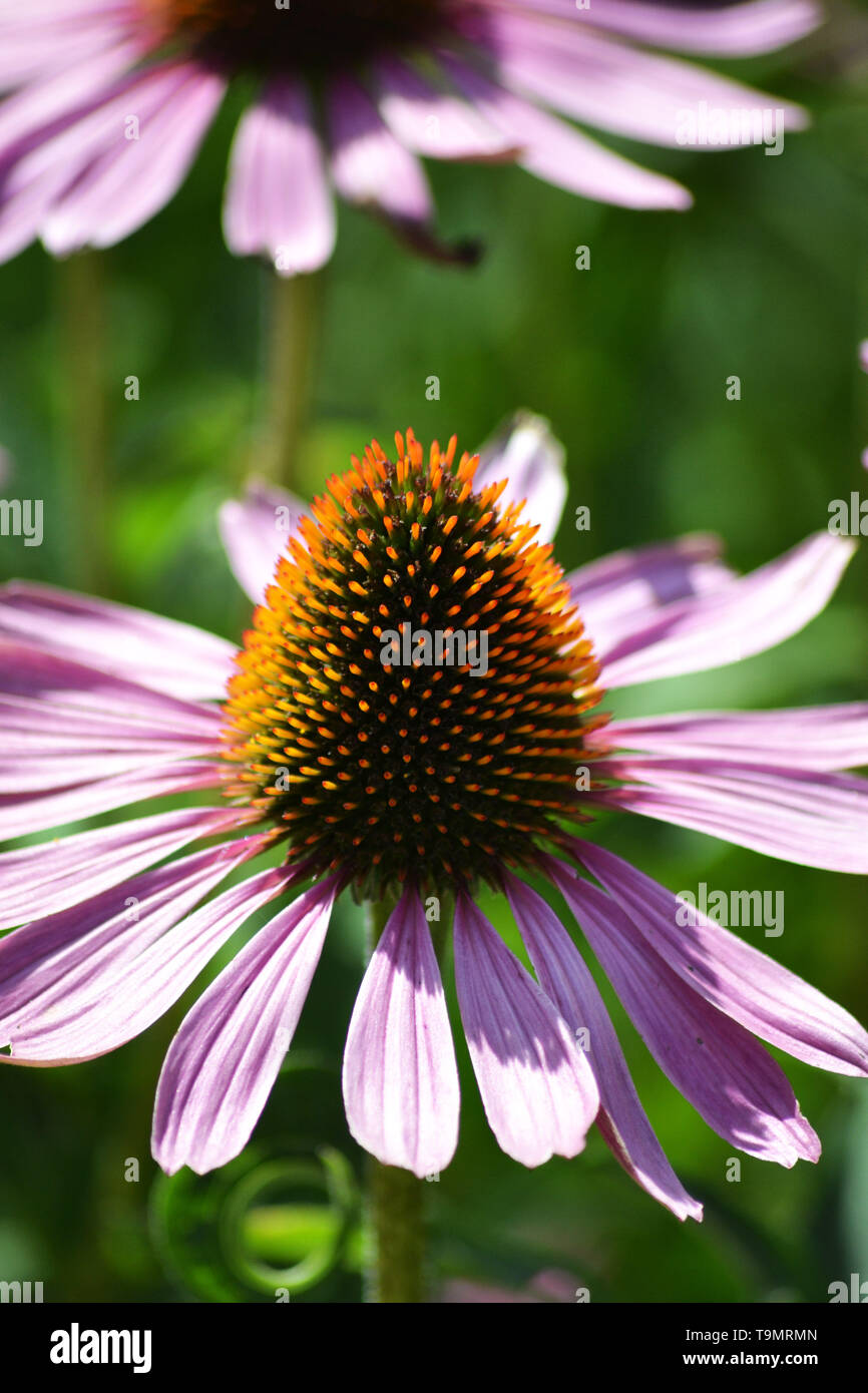 Sonnenhut Echinacea purpurea {} Stockfoto