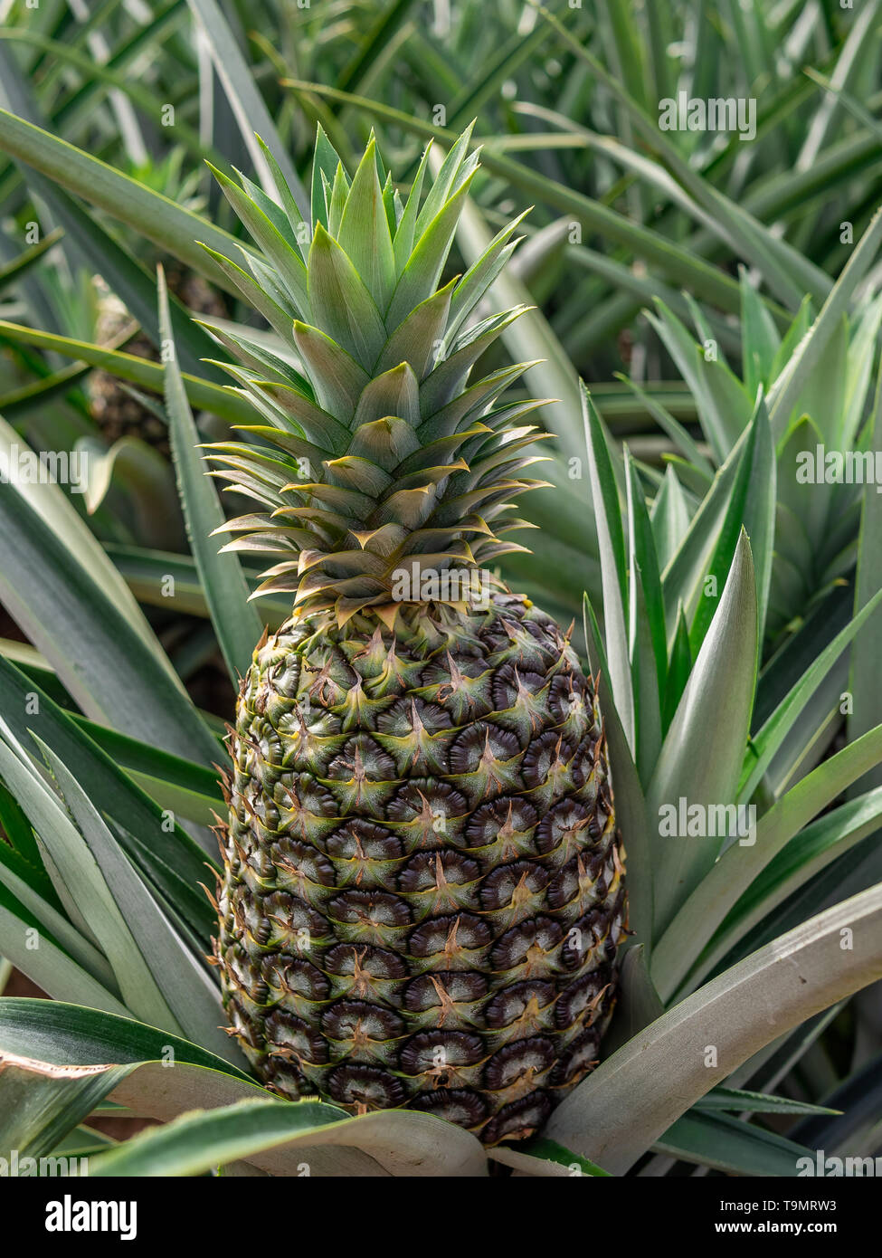 Ananas-Plantage Stockfoto