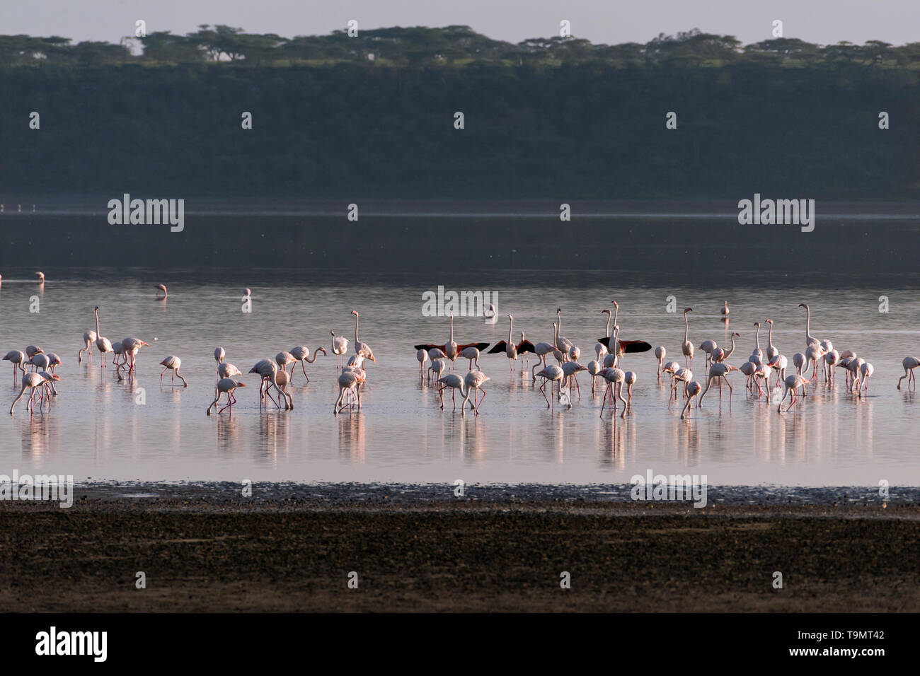 Flamingos (Phoenicopterus Roseus) Ernährung im Lake Ndutu, Tansania Stockfoto