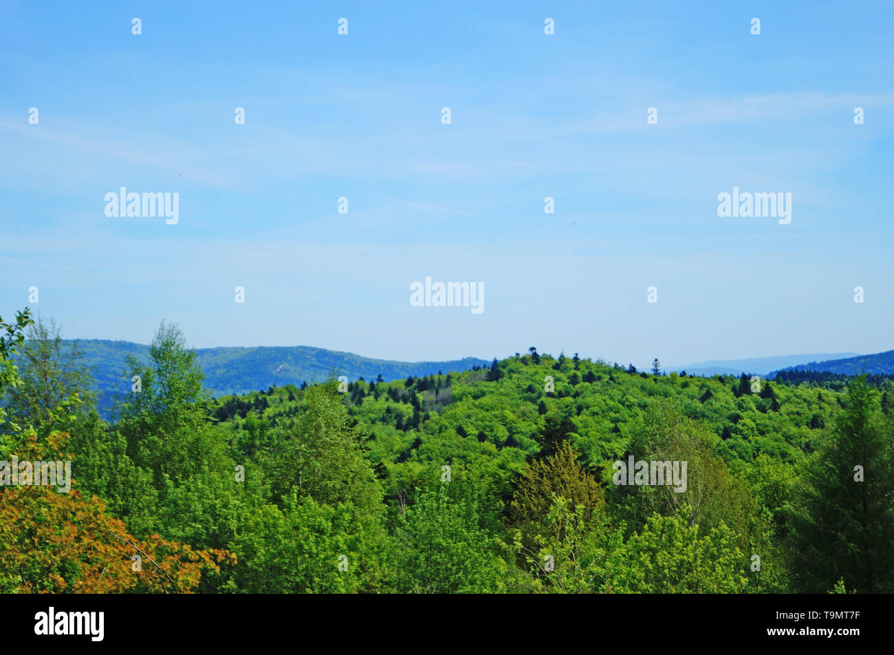 Panoramablick auf die Karpaten, grüne Wälder und blühende Wiesen an einem sonnigen Sommertag Stockfoto