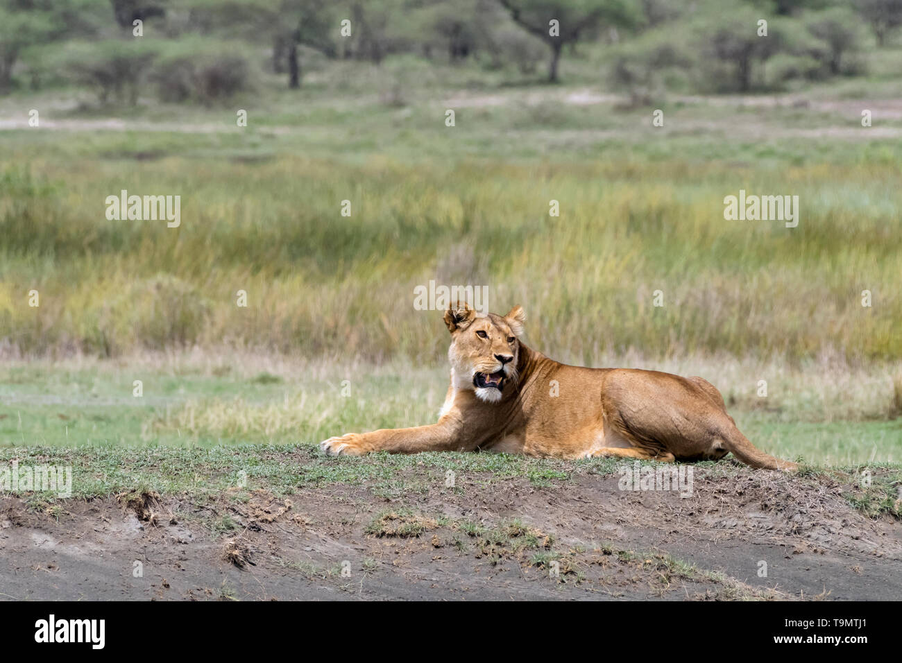 Die Zeit des Überflusses, gut gefüttert Löwin eine Pause während der großen Migration, Lake Ndutu, Tansania Stockfoto