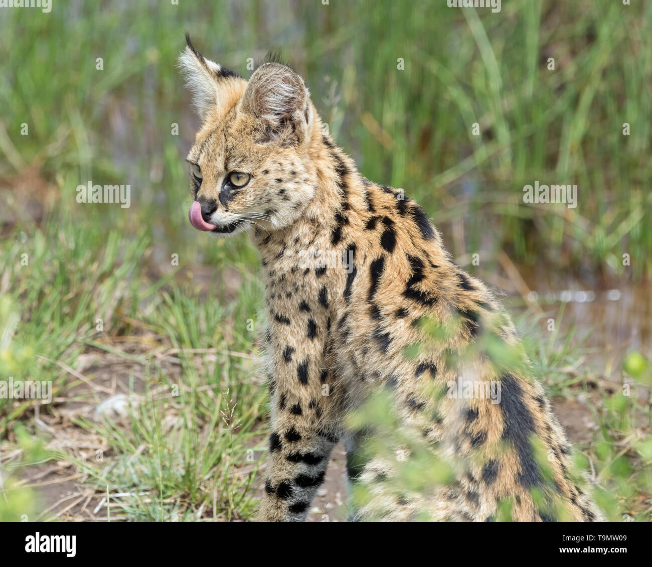 Grooming serval Katze leckt seine Nase, Lake Ndutu, Tansania Stockfoto