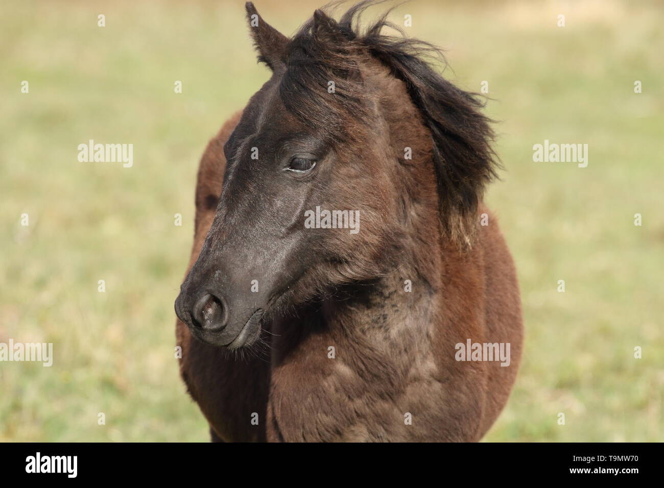 Dartmoor Ponys, in der Nähe Haytor, England Stockfoto