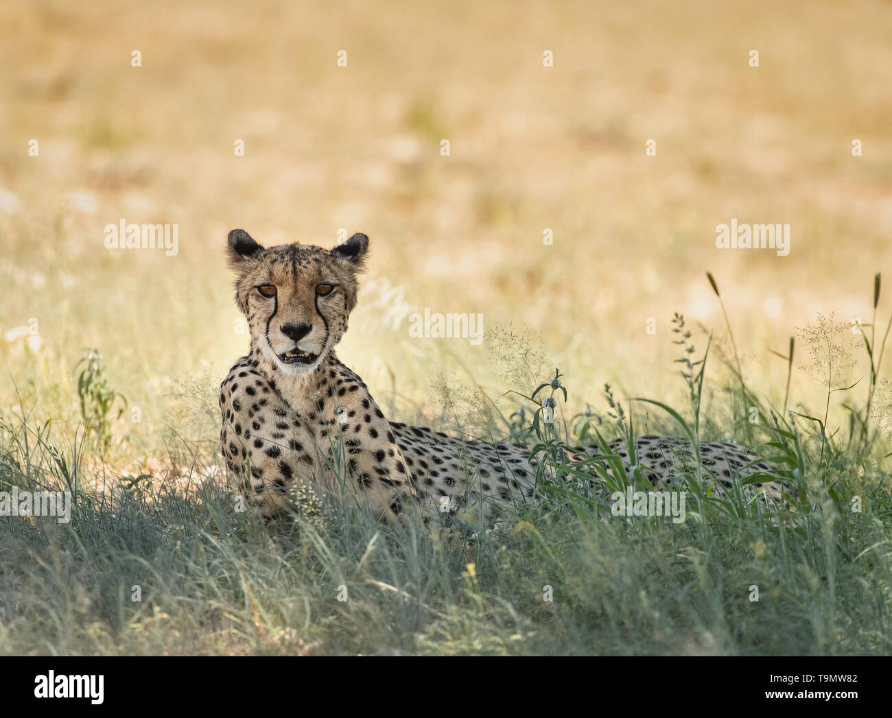 Cheetah liegen im Schatten in Botsuana Stockfoto