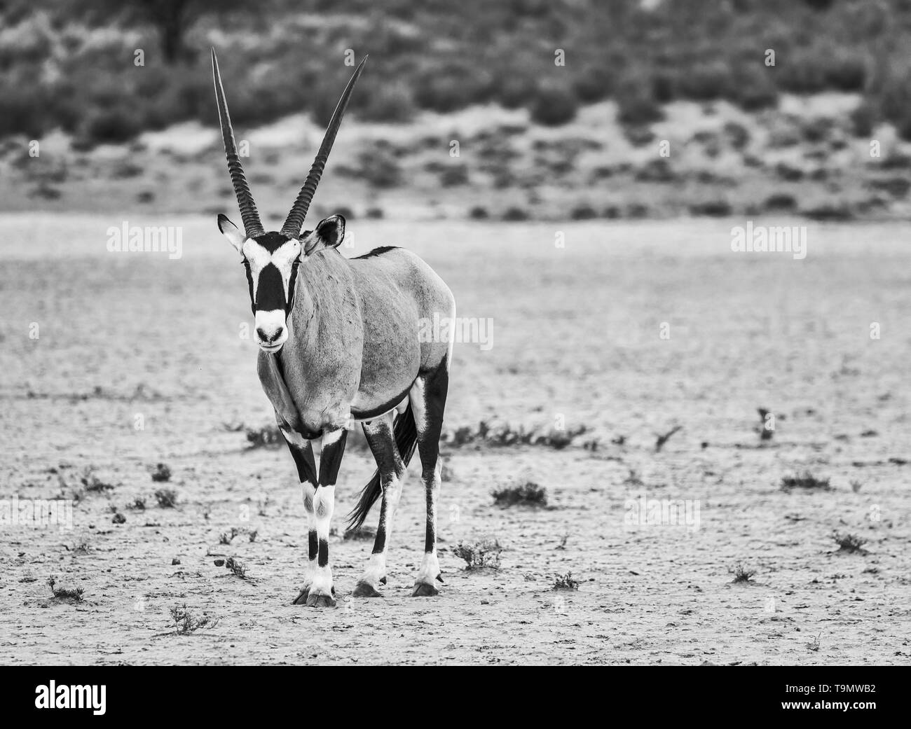 South Arfrica Oryx zu Fuß über trockenen Flussbett Stockfoto