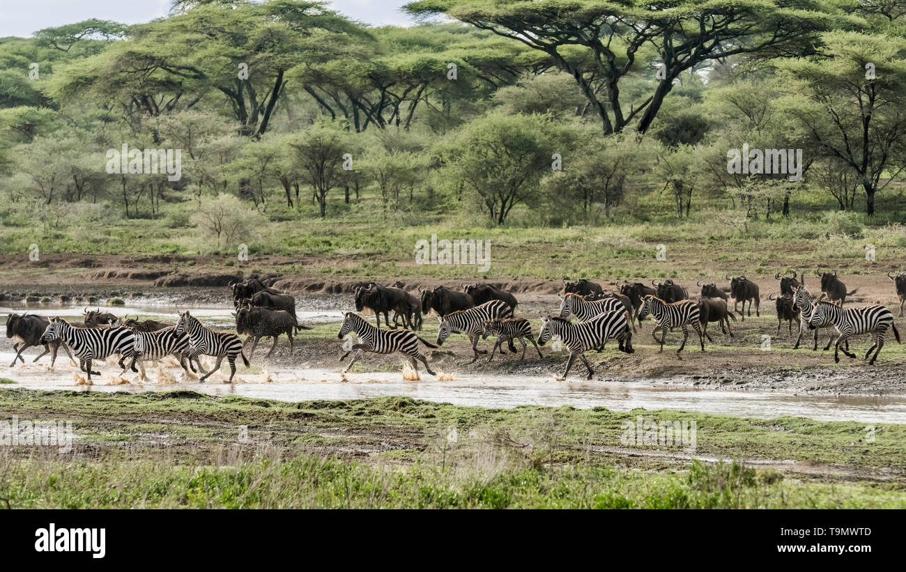 Migration von Zebras und Gnus splish spashing über einen Stream, Lake Ndutu, Tansania Stockfoto
