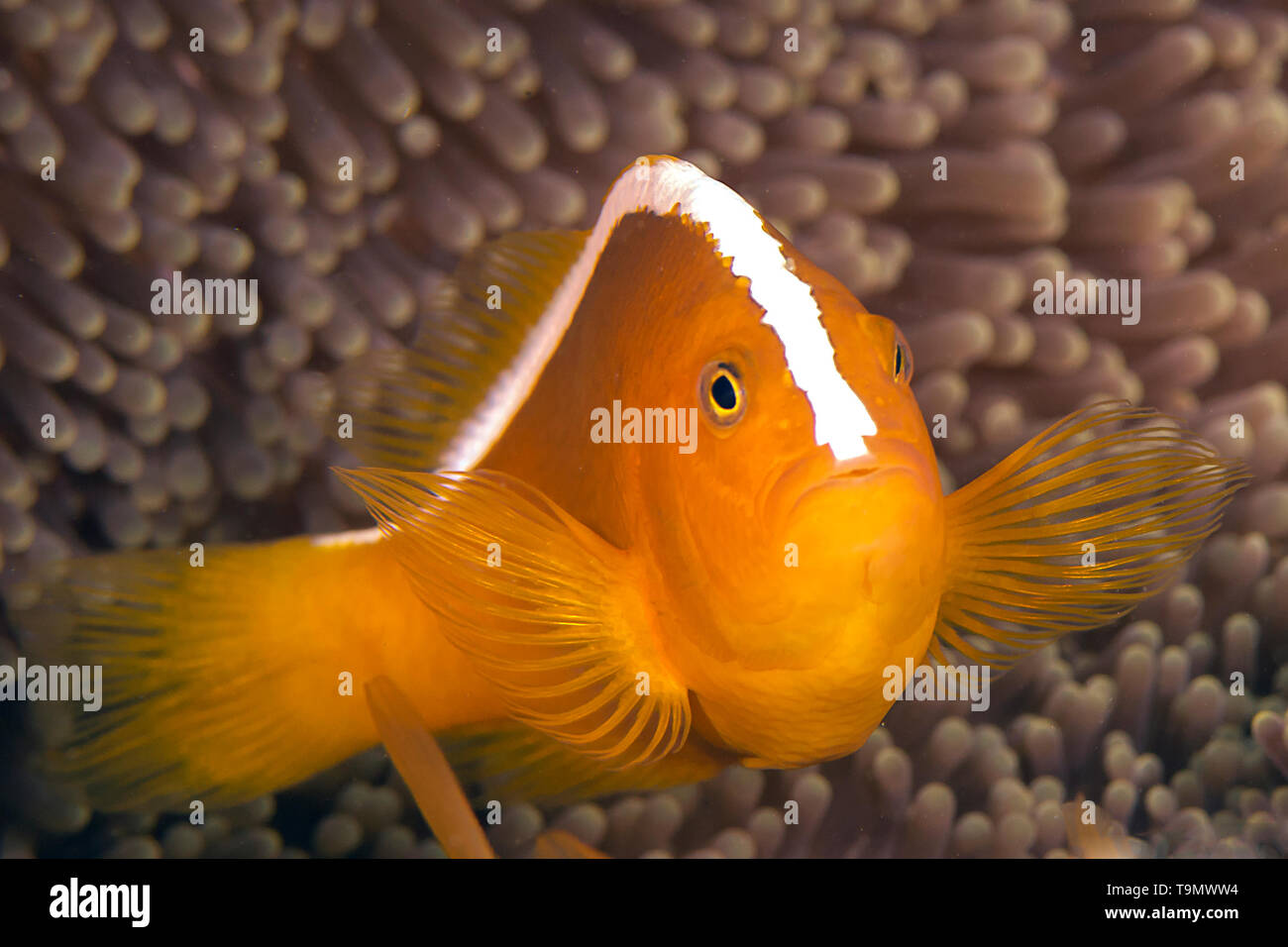 Skunk Clownfish oder Nosestripe Anemonenfischen (Amphiprion akallopisos) Stockfoto