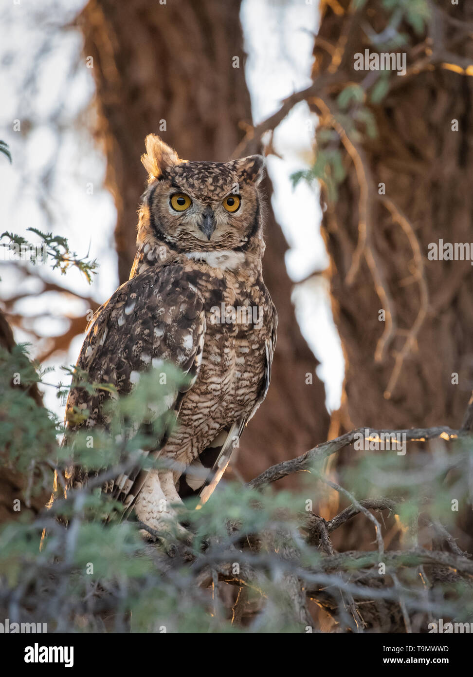 Gefleckte Uhu in Südafrika Stockfoto