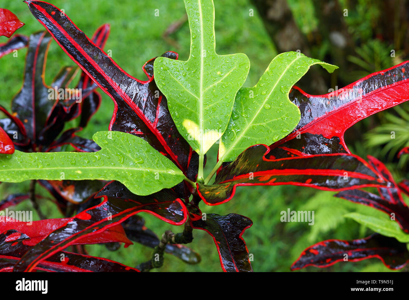 Pflanze im Garten Eden botanischen Arboretum Stockfoto