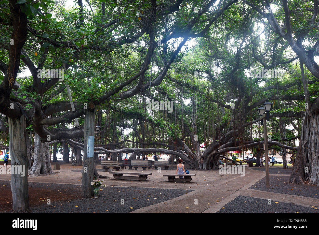 Lahaina Banyan Hof, Maui, Hawaii Stockfoto