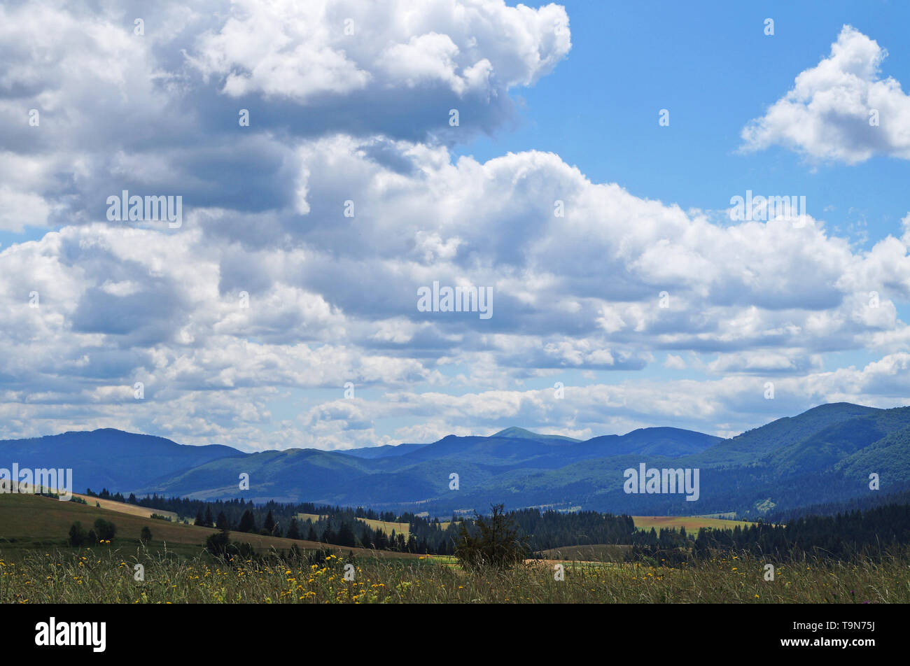 Panoramablick auf die Karpaten, grüne Wälder und blühende Wiesen an einem sonnigen Sommertag Stockfoto
