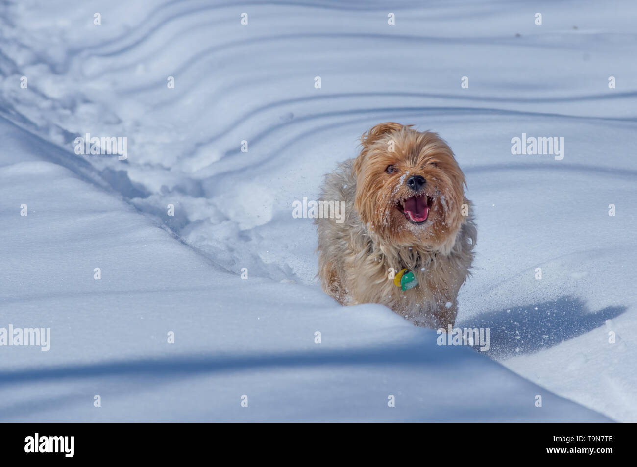 Große yorshire Terrier (reine Rasse) Laufen/spielen fröhlich durch einen Pfad im Schnee im Winter Stockfoto