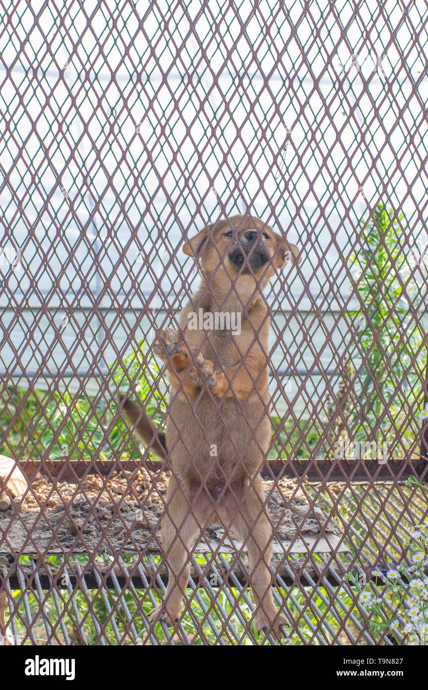 Koreanischen Farm im Süden der Provinz Gyeongsang-Tiere Hunde in Käfigen für Fleisch für Menschen verwendet werden soll Stockfoto