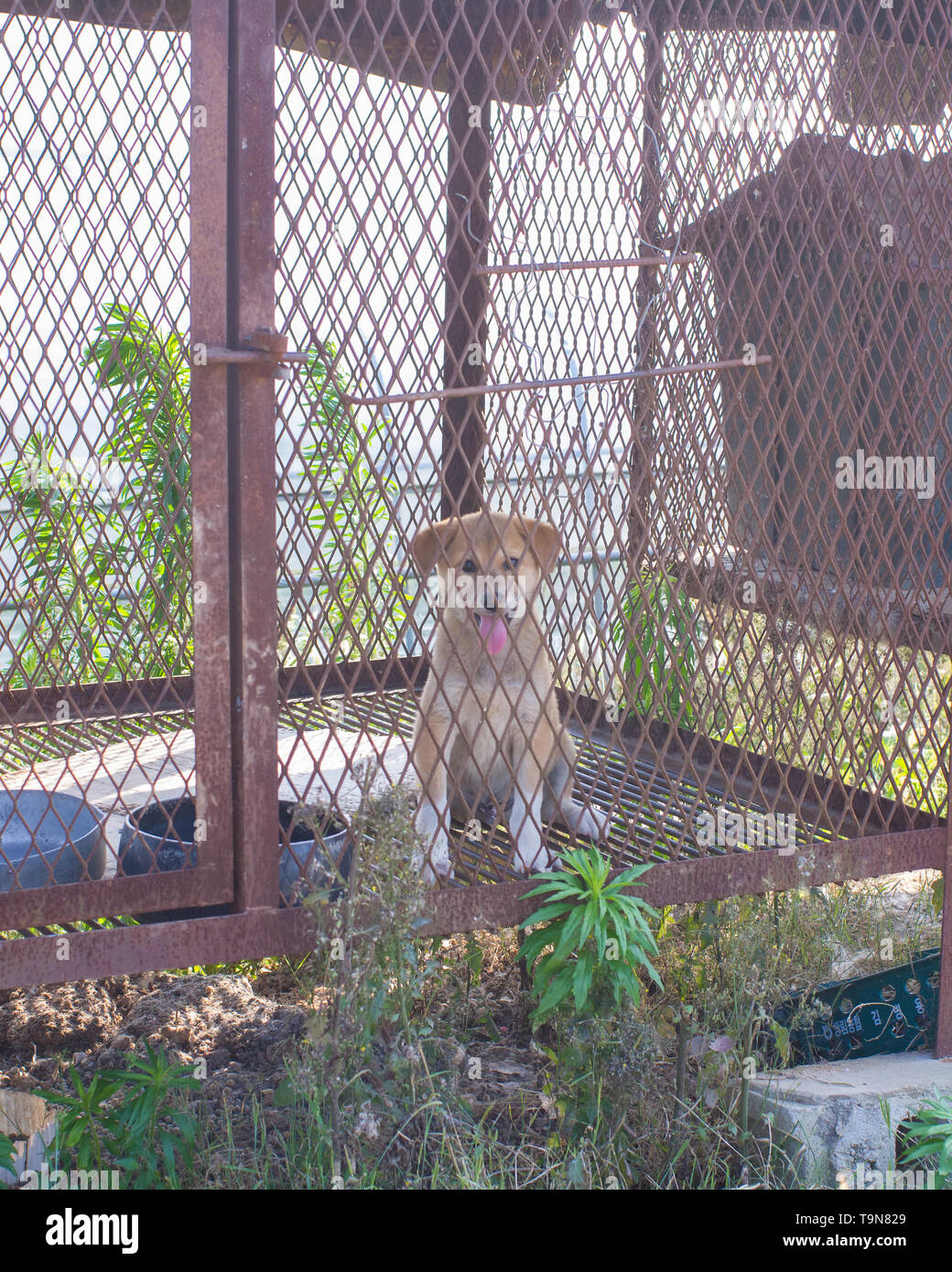 Koreanischen Farm im Süden der Provinz Gyeongsang-Tiere Hunde in Käfigen für Fleisch für Menschen verwendet werden soll Stockfoto
