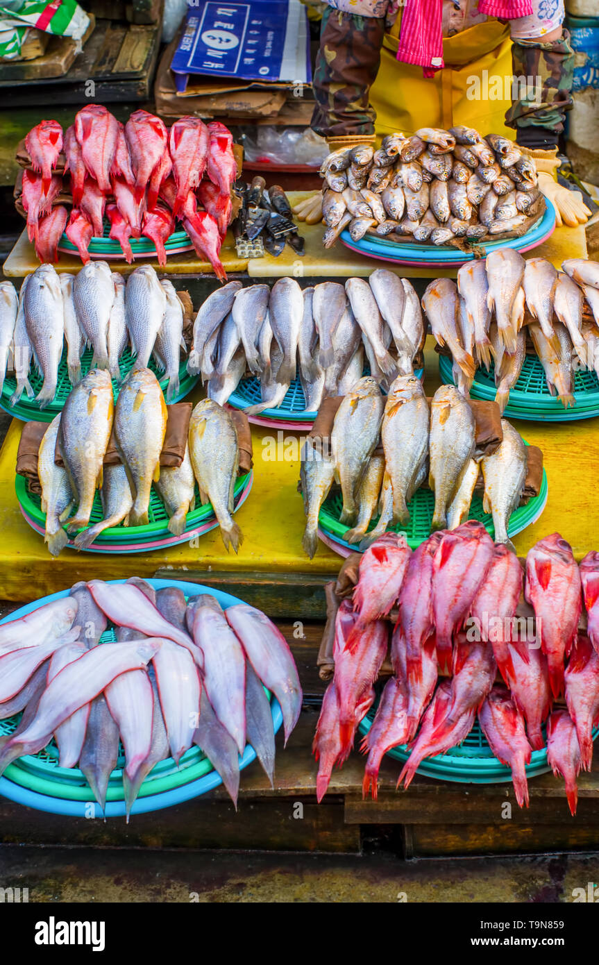 Markt - jagalchi Fischmarkt in Pusan (Busan), Südkorea - die erstaunliche Vielfalt von Fischen, Muscheln, etc.. Stockfoto