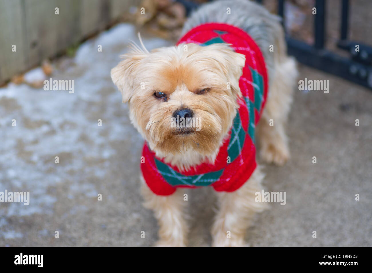 Cute Porträt eines großen Yorkshire Terrier spielen im Winter beim Tragen eines Weihnachten Pullover Stockfoto