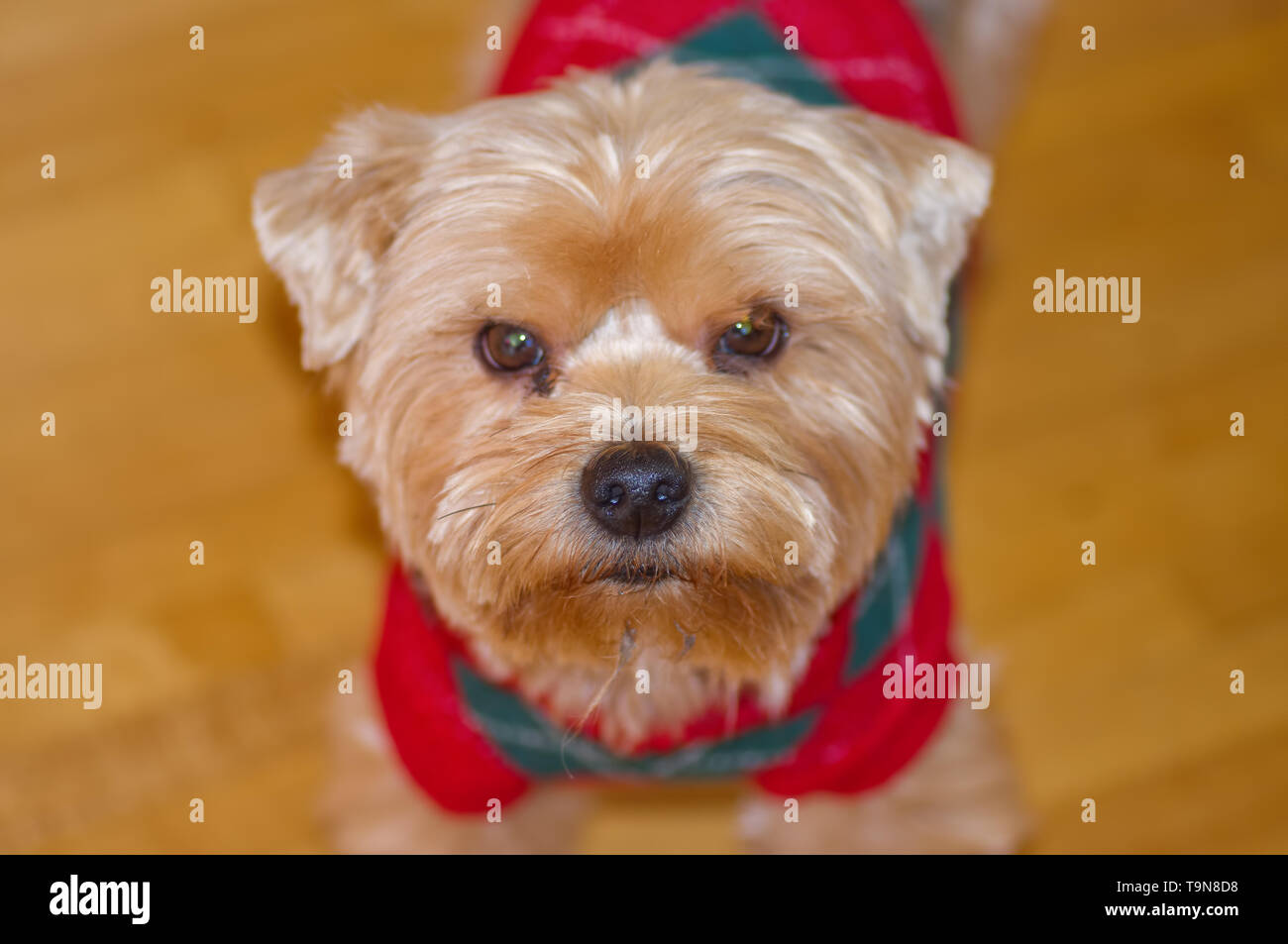 Cute Porträt eines großen Yorkshire Terrier spielen im Winter beim Tragen eines Weihnachten Pullover Stockfoto