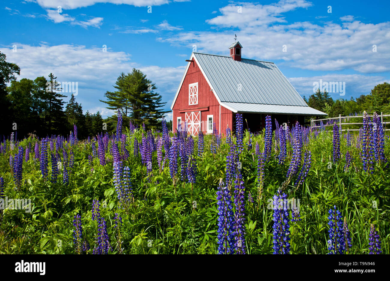 Red Barn mit blauer Frühlingslupine im Vordergrund, Acadia National Park, Maine, USA, US New England, FS 12,41 MB, 300ppi bunte Gartenfarmszene Stockfoto