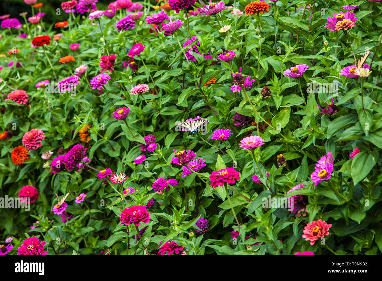 Bunte Zinnia Blumen in einem bunten Garten, Lancaster County, Pennsylvania, USA Botanicals Zinnias Grenze Schmetterlinge Schmetterling Stockfoto