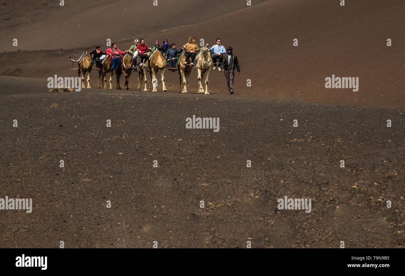Lanzarote, Spanien, 7. März 2016. Ein Wohnwagen der Kamele von Packungen mit Reiter und Fahrer geht auf eine Wüste am Nachmittag bei gutem Wetter Stockfoto