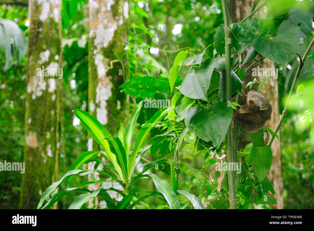 Hoffmann zwei Toed baby Sloth (Choloepus hoffmanni) schlafen im Regenwald/Camino de Cruces Nationalpark, Panama. Stockfoto