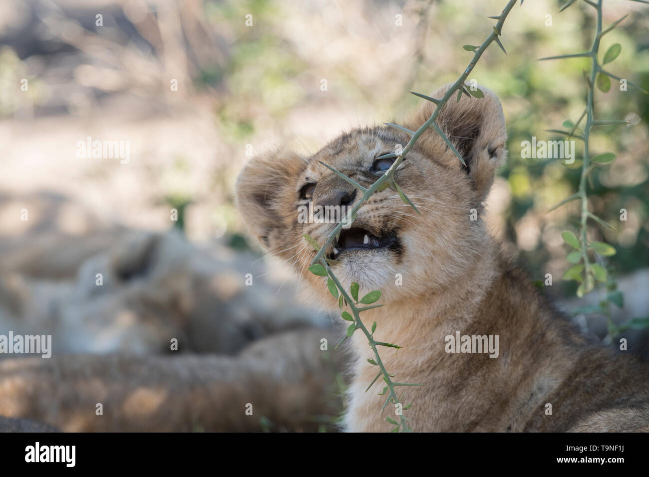 Lion cub Spielen mit acacia Zweig, Tansania Stockfoto