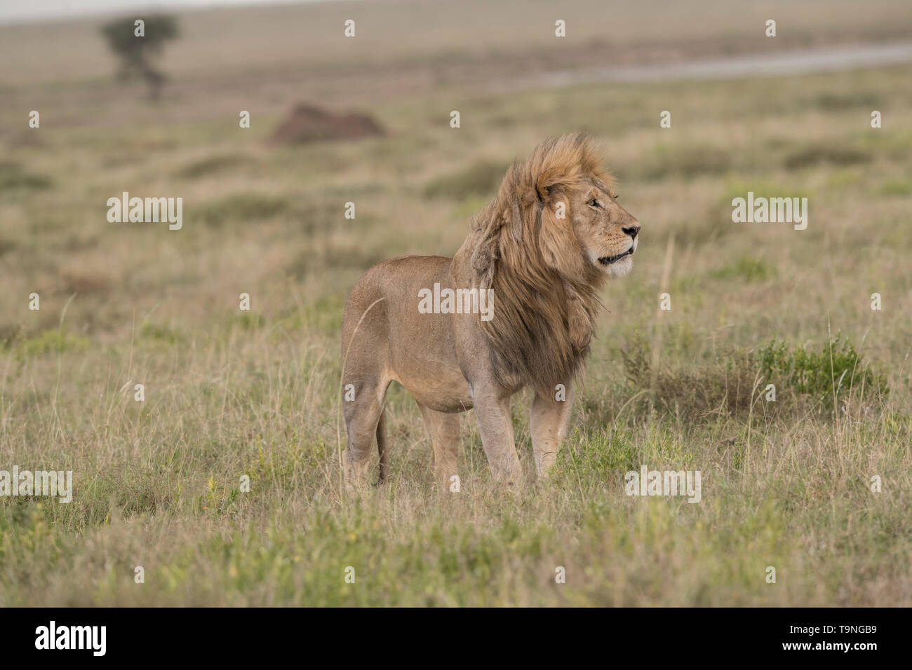 Männliche Löwe suchen, Serengeti National Park Stockfoto