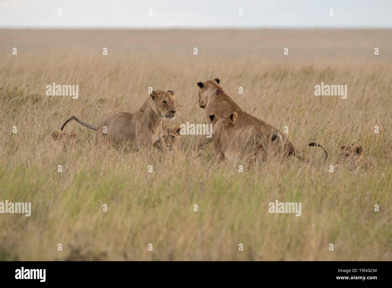 Junge männliche Löwen kämpfen, Serengeti National Park Stockfoto