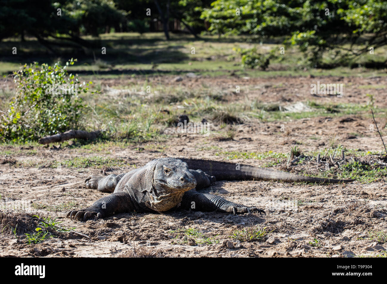 Ein Komodo-drachen, Varanus komodoensis, ruht in der Sonne im Komodo National Park, Indonesia. Dies ist die größte Art der Eidechse auf der Erde. Stockfoto