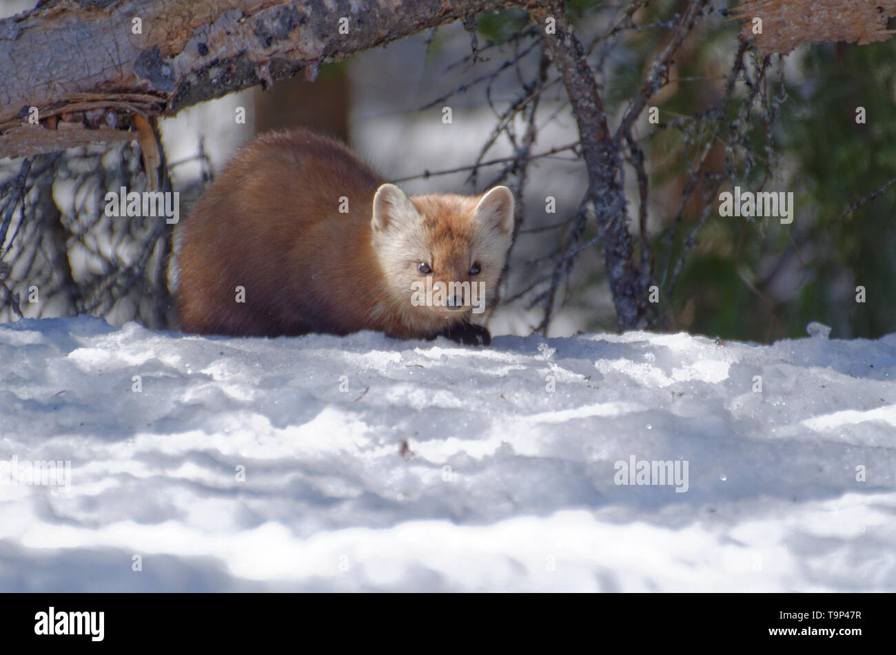 Amerikanische Marder (Martes americana) AKA American Baummarder kauerte im Schnee. Bei Algonquin Provincial Park, Ontario, Kanada fotografiert. Stockfoto