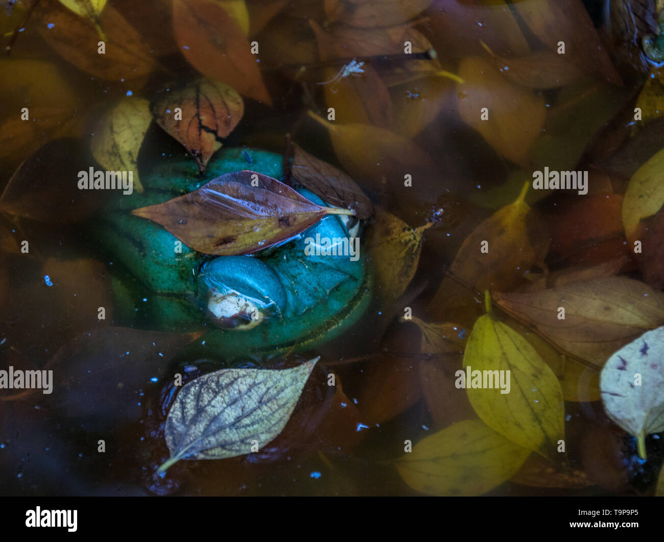 Keramischer gartenfrosch Fotos und Bildmaterial in hoher Auflösung