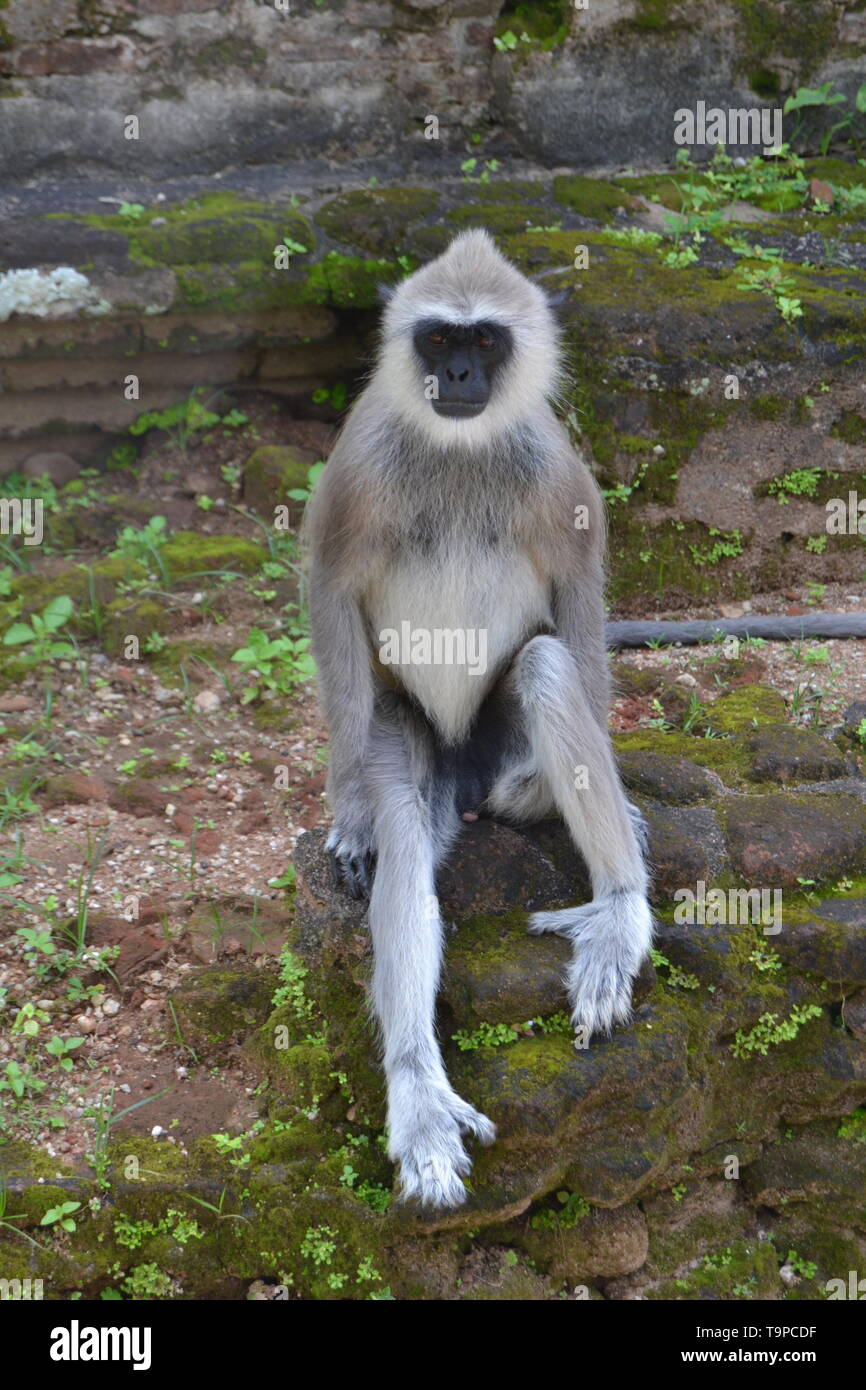 Getuftete Grau Langur in Sri Lanka Stockfoto
