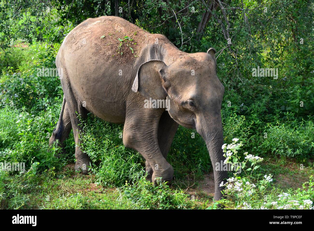 Elefanten in Sri Lanka Stockfoto
