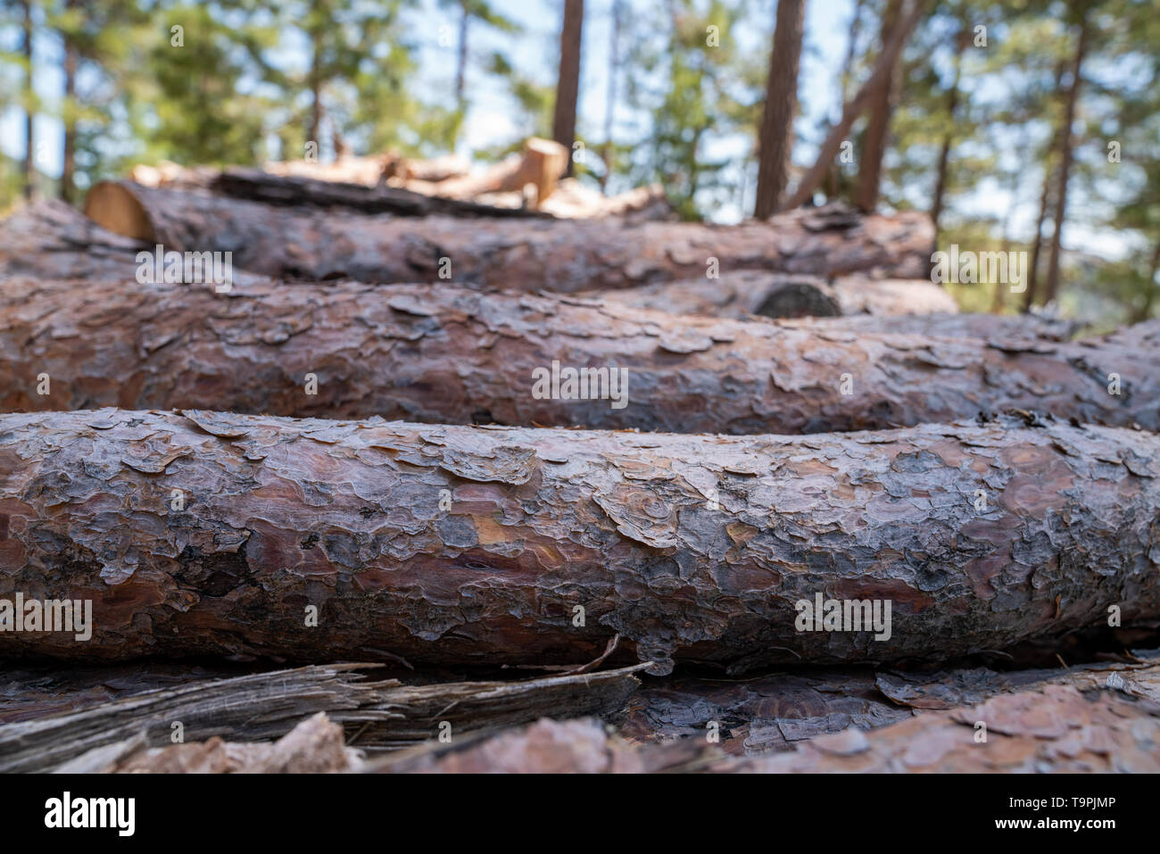 Ein Haufen von Baumstämmen bereitet für die Holzindustrie Stockfoto