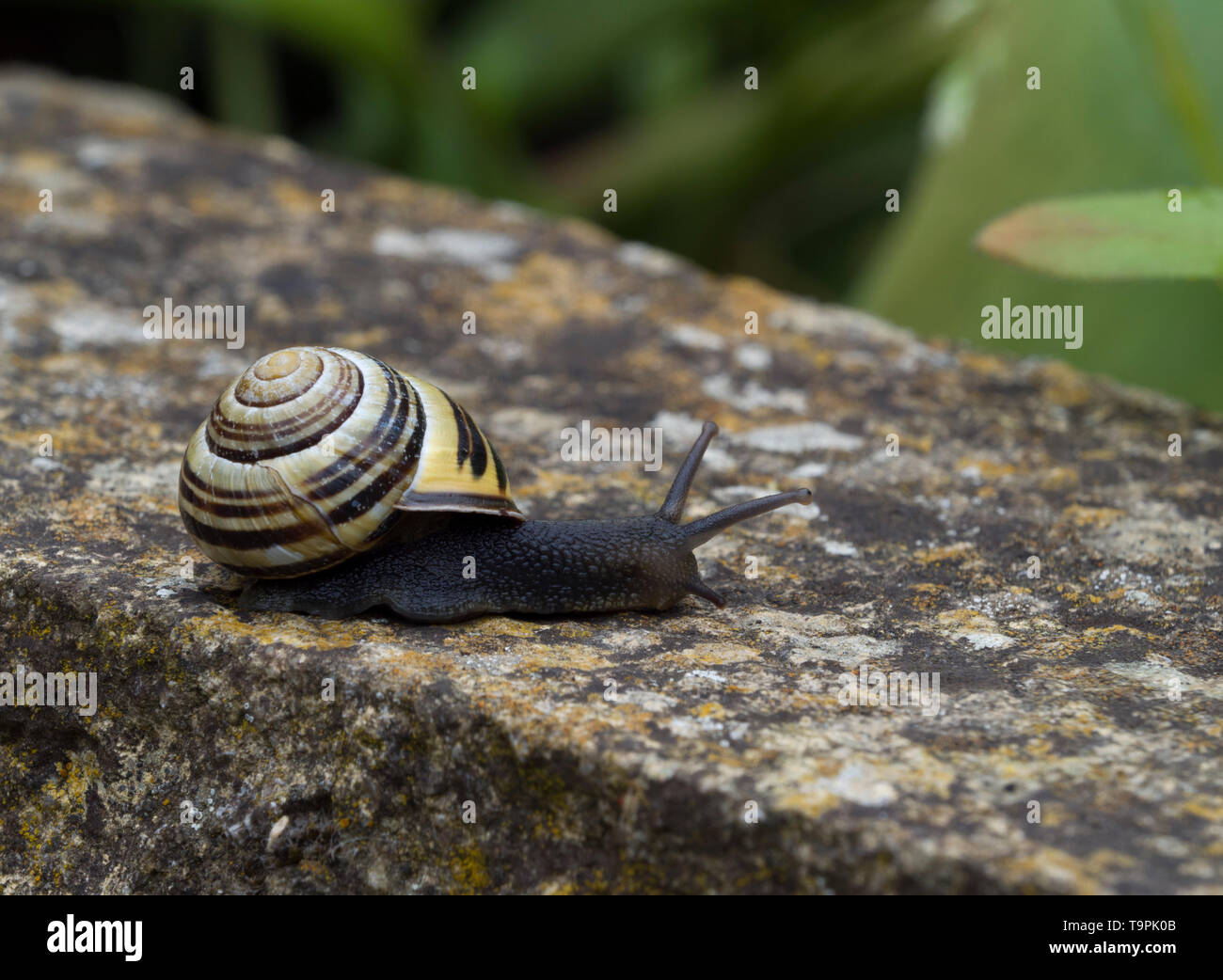 Weiß-lippigen Schnecke, Garten Schnecke oder kleinere gebändert Schnecke, Cepaea hortensis, auf Garten Wand, Lea Valley, Essex, Großbritannien Stockfoto