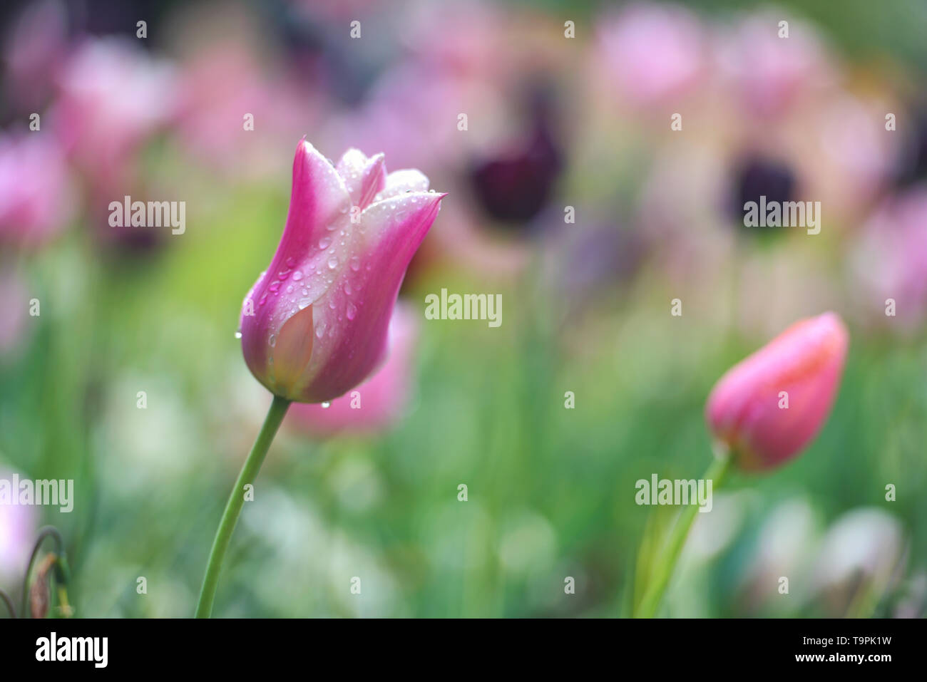 Lein-Wand-Bild rosa, rot, gelb Bunte Tulpen auf grünem Feld