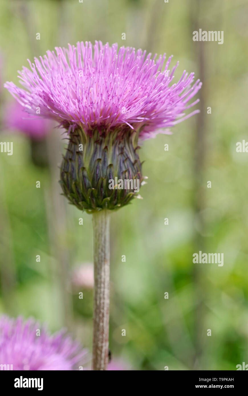 Melancholie Thistle (Cirsium heterophyllum) Verschiedenblaettrige Kratzdistel (Cirisium heterophyllum), blühen. Stockfoto