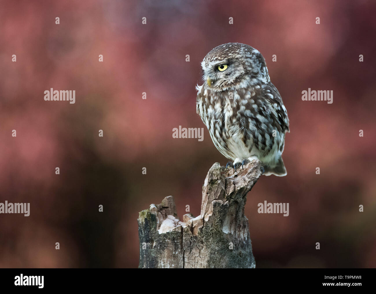 Kleine Eule, Nationalpark Hortobágy, Ungarn Stockfoto