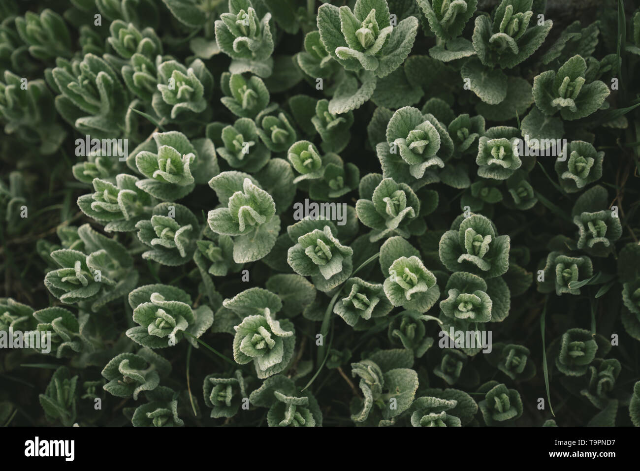 Grüne Pflanze Hintergrund, Natur Schönheit, grüne Pflanze wenig Blätter abstrakt Hintergrund. Stockfoto