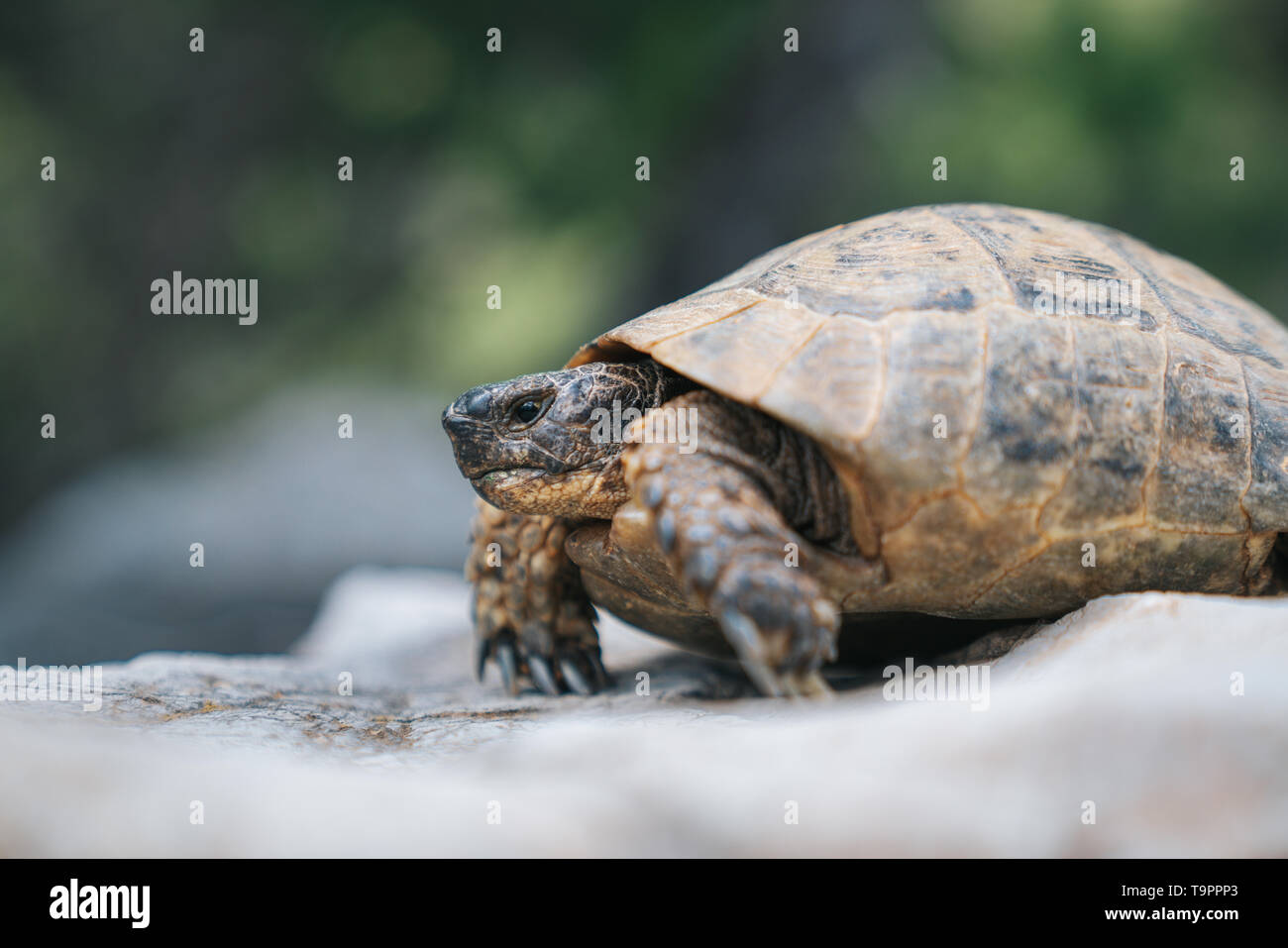 Close-up Schildkröte in der Natur. Wandern auf dem Felsen. Stockfoto