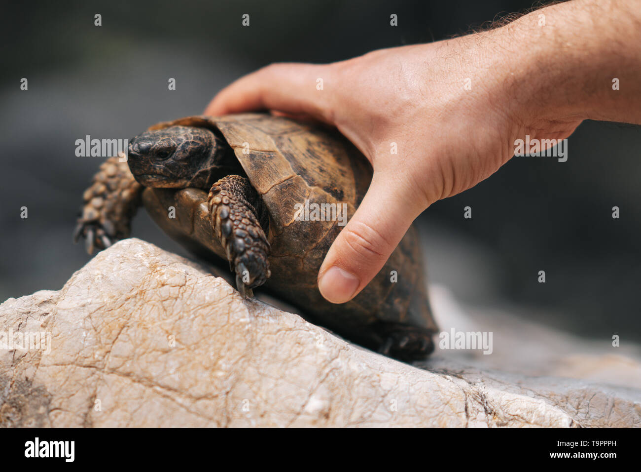 Close-up Schildkröte in der Natur. Wandern auf dem Felsen. Stockfoto
