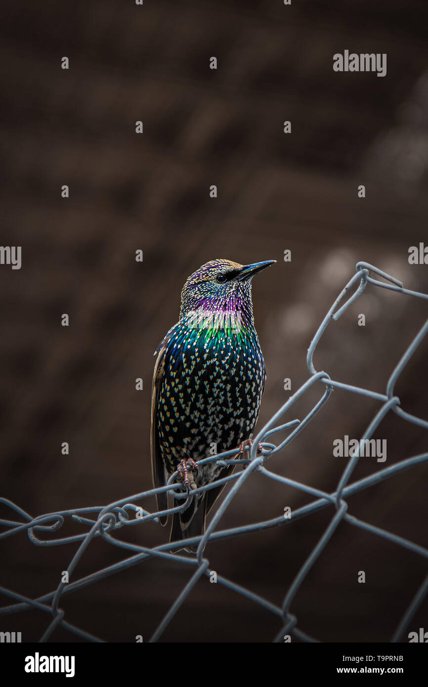 Nordamerikanische nicht-brütende europäische Starling (Sturnus vulgaris) Barching auf einigen industriellen Zäune in einem Parkplatz unter Brooklyn Bridge New York Stockfoto