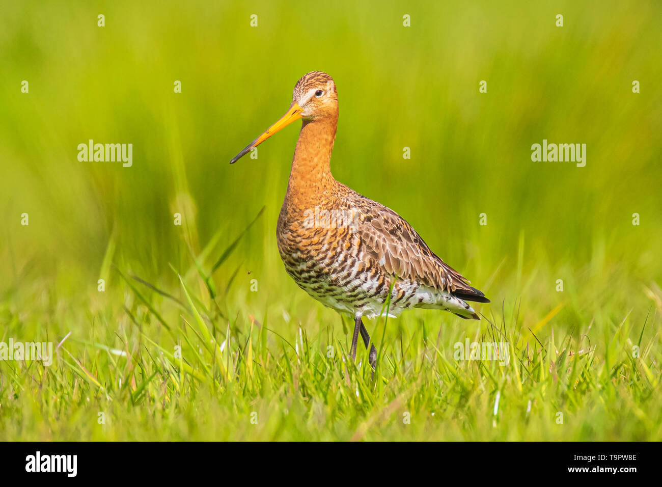 Eine Uferschnepfe (limosa Limosa) wader Vogel gerade diese Jahreszeit Rufen und Schreien. Die meisten der europäischen Bevölkerung Rasse in der Netherla Stockfoto