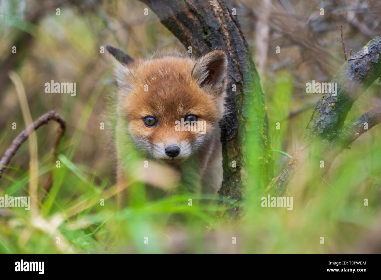 Wilden jungen Baby Red Fox Cub Vulpes vulpes erkunden den Wald, selektiven Fokus Technik verwendet. Stockfoto