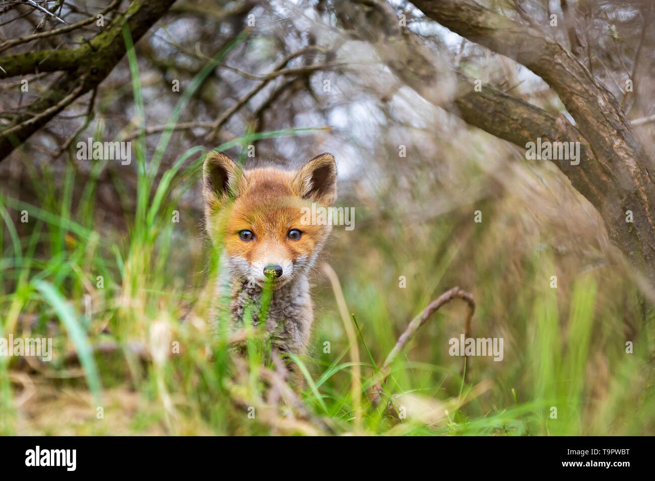 Wilden jungen Baby Red Fox Cub Vulpes vulpes erkunden den Wald, selektiven Fokus Technik verwendet. Stockfoto