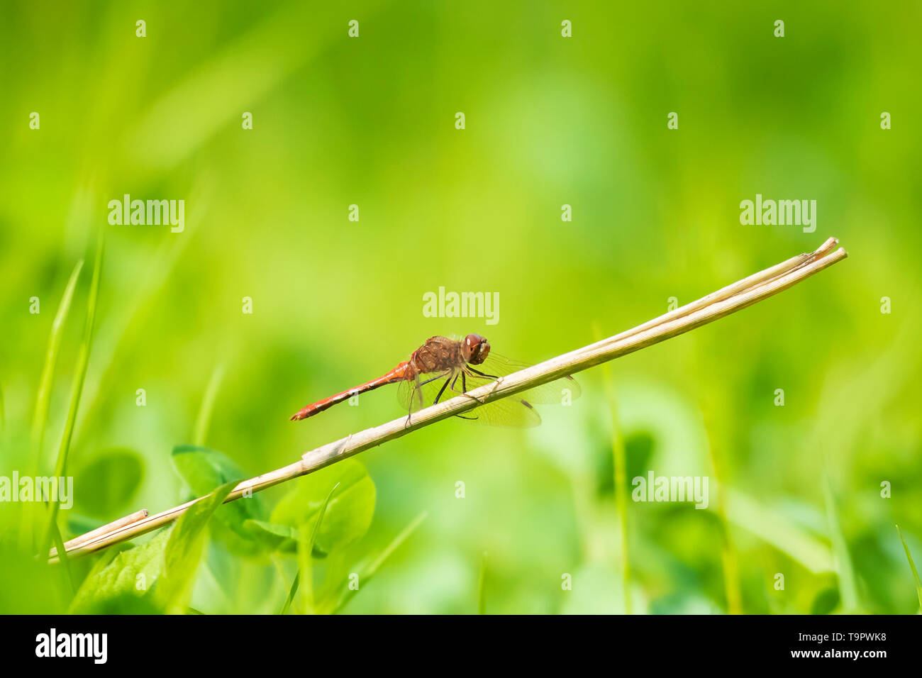 Rote Männchen Common Darter Sympetrum striolatum Libelle mit seine Flügel ist er seine Flügel trocknen in den frühen, warme Sonne Licht im grünen Gras ausruhen Stockfoto