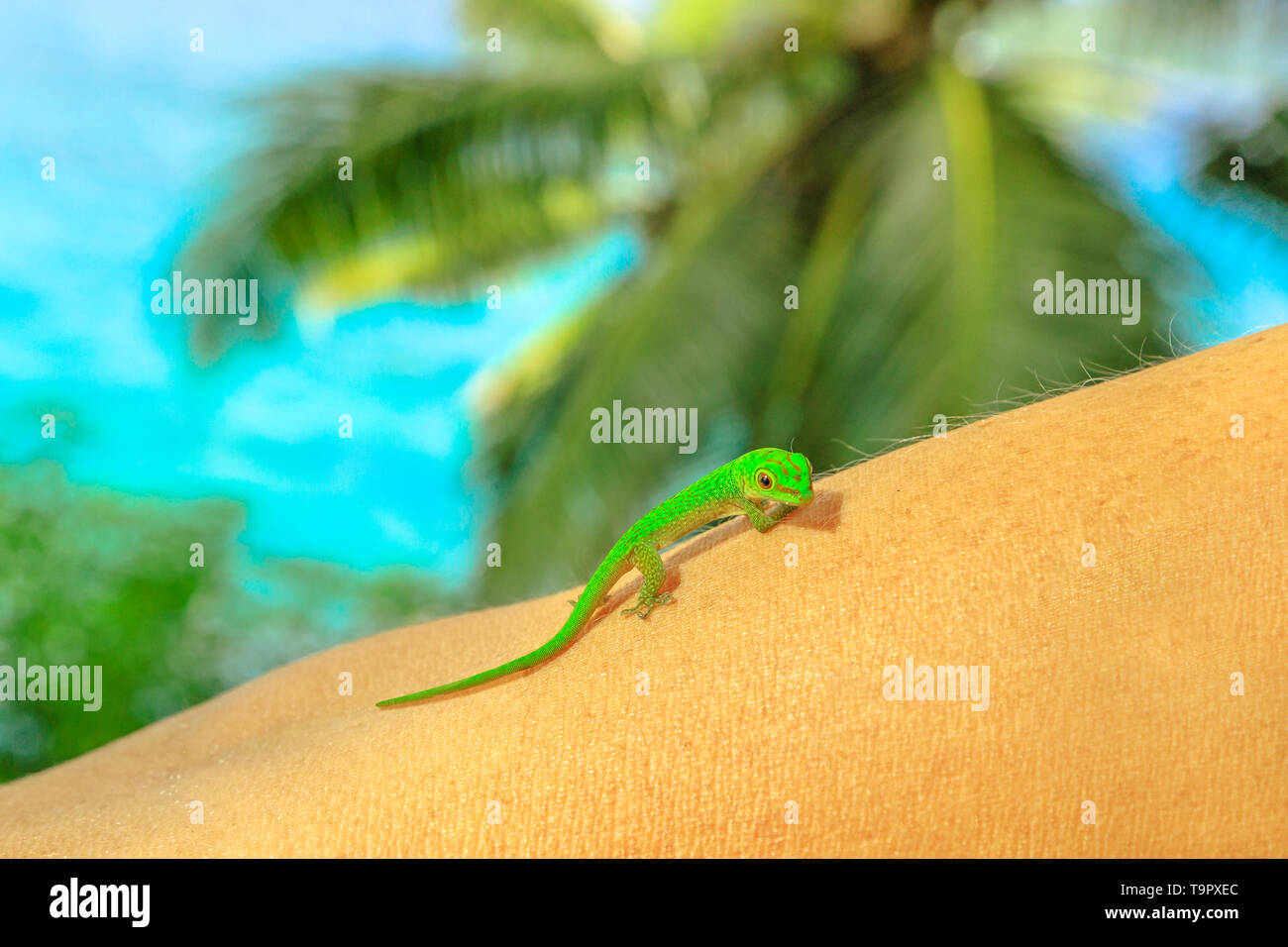 In der Nähe von riesigen Taggecko, Arten Phelsuma sundbergi, auch als La Digue Taggecko auf touristische Arm einer Frau. Eine nette grüne Eidechse, die Tier- und Pflanzenwelt von La Stockfoto